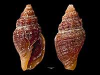 Austromitra erecta