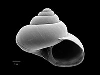 Bathymophila wanganellica