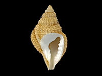 Distorsionella lewisi