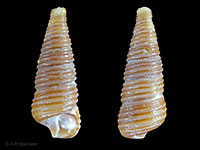 Seila cincta