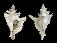 Ponderia zealandica