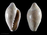 Dentimargo stewartianus