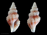 Antiguraleus infandus