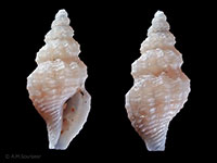 Antiguraleus infandus