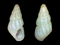 Linopyrga rugata