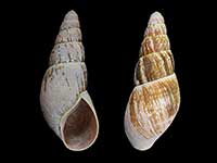 Basileostylus bollonsi caperatus