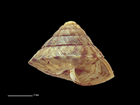 Phrixgnathus marginatus
