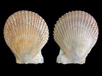 Veprichlamys kiwaensis