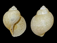 Oocorys sulcata