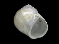 Falsilunatia powelli