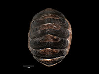 Plaxiphora boydeni