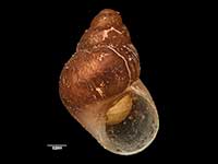 Eatoniella fuscosubucula