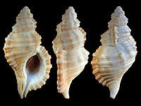 Cabestana tabulata