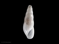 Melanella otagoensis