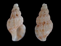 Comptella cresswelli