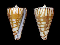 Conus plinthis