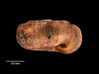 Rotadiscus smithae