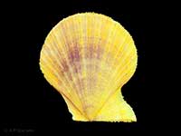 Talochlamys zelandiae