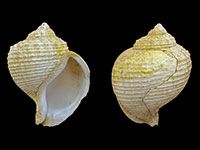 Galeodea plauta