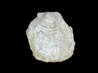 Sinepecten segonzaci